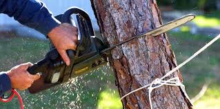 Best Tree Health Inspection  in Mason, OH