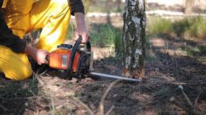 Best Tree Preservation Services  in Mason, OH