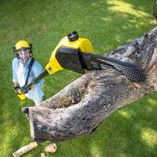 Best Tree Maintenance Programs  in Mason, OH