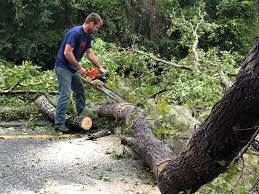 Reliable Mason, OH Tree Care Solutions
