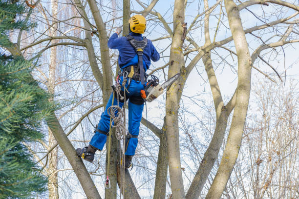 Best Fruit Tree Pruning  in Mason, OH