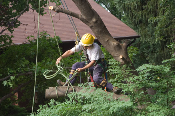 Best Tree Removal  in Mason, OH